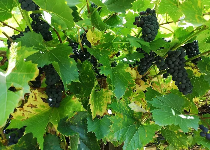 Haus Marieus דירה